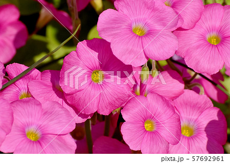 三鷹中原に咲くピンクのオキザリス（ハナカタバミ）の花 57692961