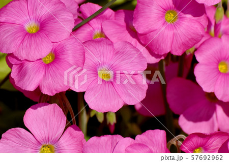 三鷹中原に咲くピンクのオキザリス(ハナカタバミ)の花 三鷹中原に咲くピンクのオキザリス(ハナカタバミ)の花 57692962