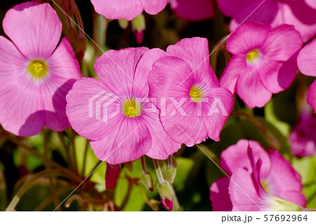 三鷹中原に咲くピンクのオキザリス(ハナカタバミ)の花 三鷹中原に咲くピンクのオキザリス(ハナカタバミ)の花 57692964