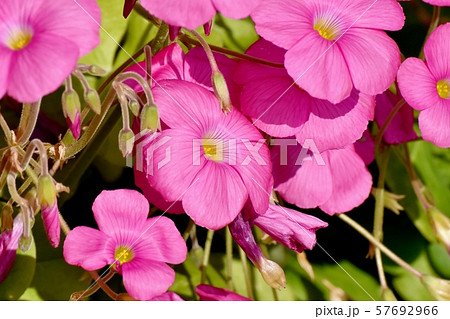 三鷹中原に咲くピンクのオキザリス（ハナカタバミ）の花 57692966