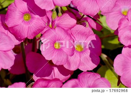 三鷹中原に咲くピンクのオキザリス（ハナカタバミ）の花 57692968