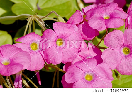 三鷹中原に咲くピンクのオキザリス(ハナカタバミ)の花 三鷹中原に咲くピンクのオキザリス(ハナカタバミ)の花 57692970