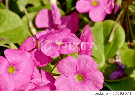 三鷹中原に咲くピンクのオキザリス（ハナカタバミ）の花 57692971