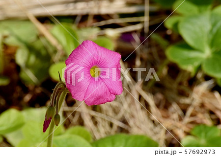 三鷹中原に咲くピンクのオキザリス(ハナカタバミ)の花 三鷹中原に咲くピンクのオキザリス(ハナカタバミ)の花 57692973