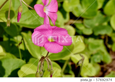 三鷹中原に咲くピンクのオキザリス（ハナカタバミ）の花 57692974