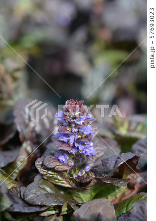 Bugle Braunherz Bugle Braunherz 57693023