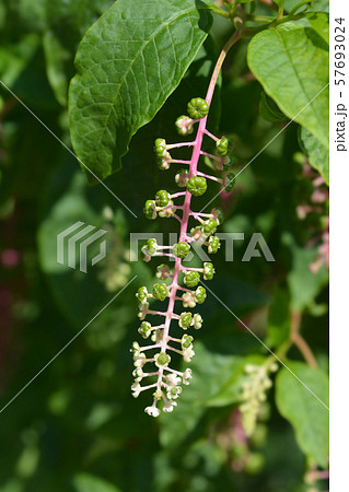 American pokeweed American pokeweed 57693024