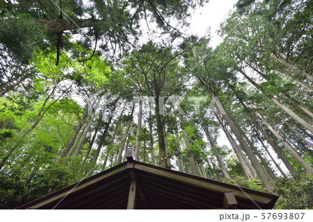 三峯神社　えんむすびの木 57693807