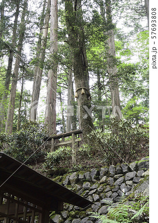 三峯神社　えんむすびの木 57693808