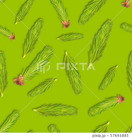 Young spruce branch isolated on green. Fir tree Young spruce branch isolated on green. Fir tree 57693885