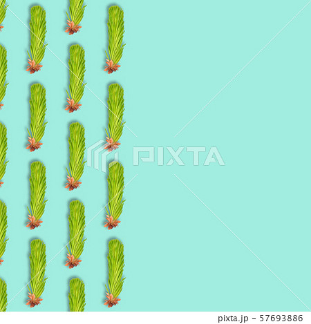 Young spruce branch isolated on blue. Fir tree 57693886