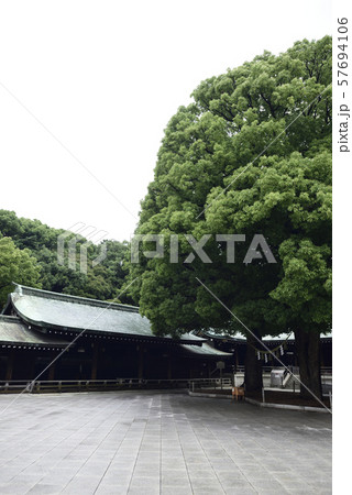明治神宮 御神木 夫婦楠 明治神宮 御神木 夫婦楠 57694106