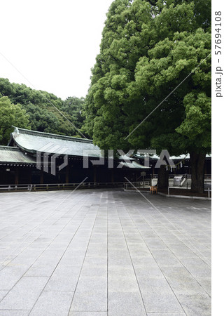 明治神宮 御神木 夫婦楠 明治神宮 御神木 夫婦楠 57694108