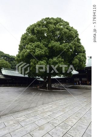 明治神宮　御神木　夫婦楠 57694110