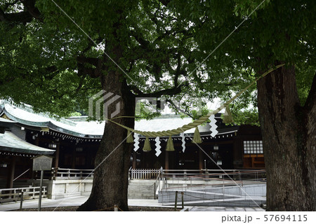 明治神宮 御神木 夫婦楠 明治神宮 御神木 夫婦楠 57694115