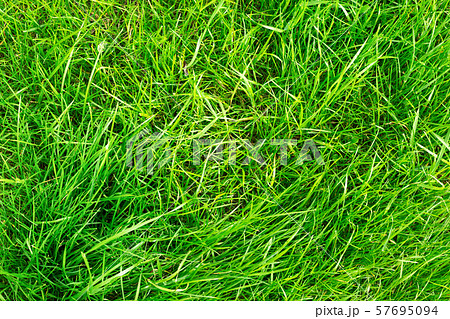grass background. Top view on lawn grass background. Top view on lawn 57695094