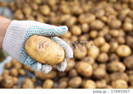 Fresh harvested potato in hand over pile of Fresh harvested potato in hand over pile of 57695097
