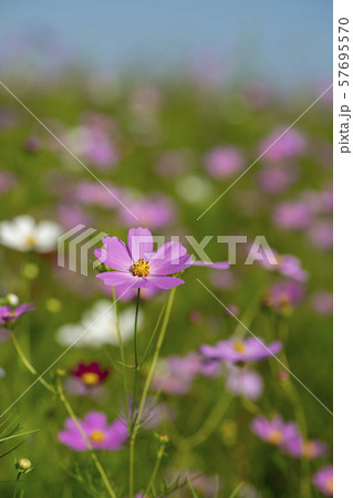 植物 コスモス 花 57695570