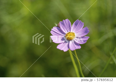 植物 コスモス 花 57695612