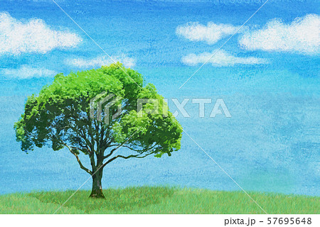 クスノキ 青空 水彩 クスノキ 青空 水彩 57695648
