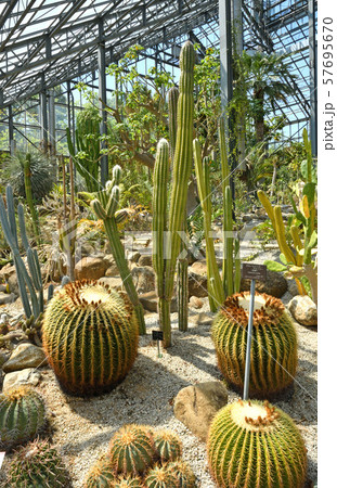 筑波実験植物園 サバンナ温室の写真素材