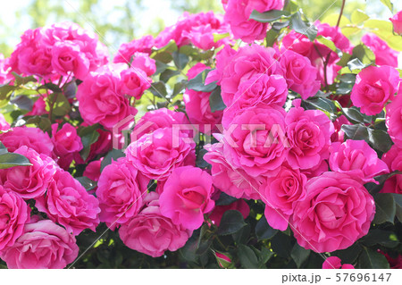 バラ 57696147