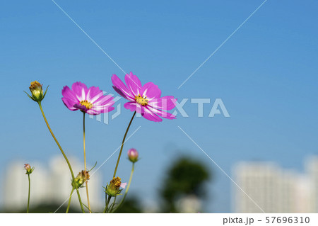 コスモス 花 花畑 57696310