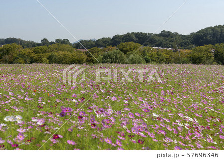 風景 自然 韓国 57696346