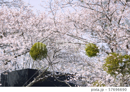 桜に寄生したヤドリギの写真素材 [57696690] - PIXTA