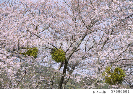 桜に寄生したヤドリギ 桜に寄生したヤドリギ 57696691