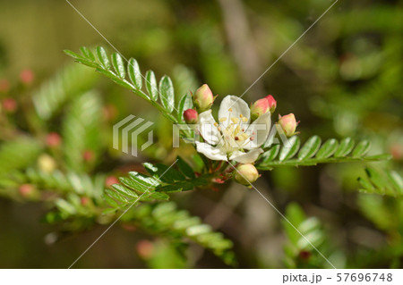 樹木：タチテンウメ　バラ科　筑波実験植物園　   57696748
