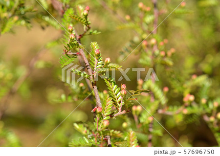 樹木：タチテンウメ　バラ科　筑波実験植物園　   57696750