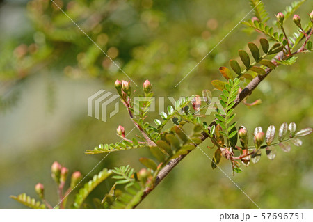 樹木：タチテンウメ　バラ科　筑波実験植物園　   57696751