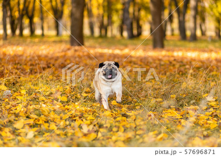A dog of the pug breed walks in the autumn park A dog of the pug breed walks in the autumn park 57696871