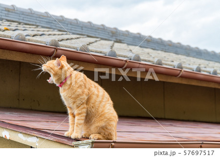 写真素材：男木島、猫、にゃんこ、動物、香川、屋根の上の写真素材 