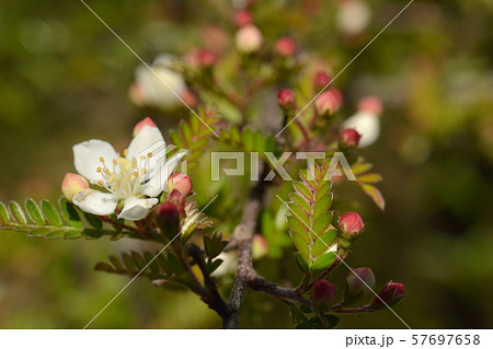 樹木：タチテンウメ　バラ科　筑波実験植物園　   57697658