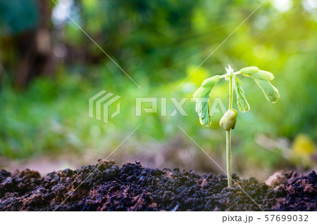 Growing plant,Young plant in the morning light on ground background, New life concept.Small plants on the ground in spring.fresh,seed,Photo fresh and Agriculture  concept idea. 57699032