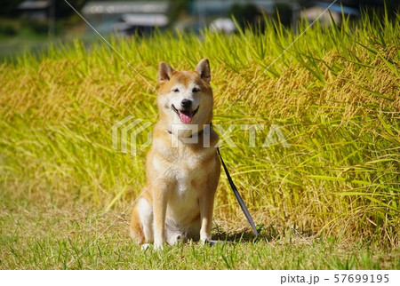 柴犬と黄金色の田んぼ　和歌山県伊都郡かつらぎ町天野 57699195