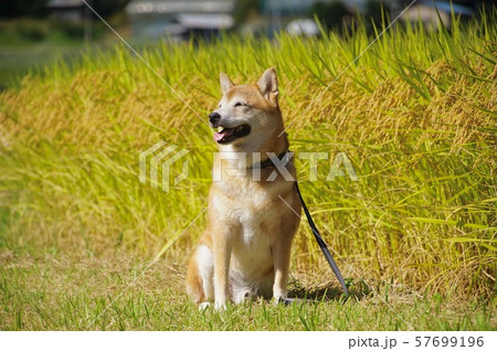 柴犬と黄金色の田んぼ 和歌山県伊都郡かつらぎ町天野 柴犬と黄金色の田んぼ 和歌山県伊都郡かつらぎ町天野 57699196