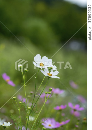 植物 コスモス 花 57699339