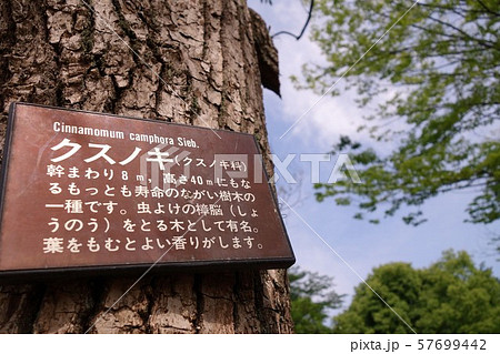 夏の公園 57699442