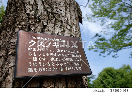 夏の公園 57699443
