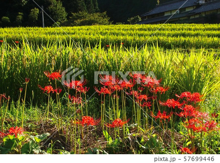 彼岸花と田んぼ　和歌山県海草郡紀美野町 57699446