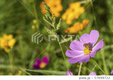 植物 コスモス 花 57699722