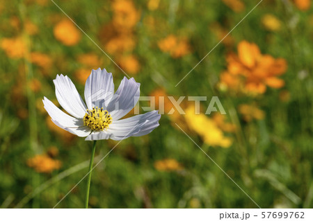 風景 自然 韓国 57699762