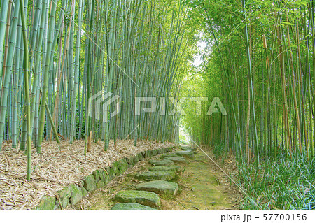 新緑の竹林の道 京都 新緑の竹林の道 京都 57700156