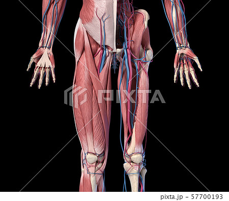 Human Anatomy, Limbs and hip skeletal, muscular and cardiovascular systems. Viewed from the front. Human Anatomy, Limbs and hip skeletal, muscular and cardiovascular systems. Viewed from the front. 57700193