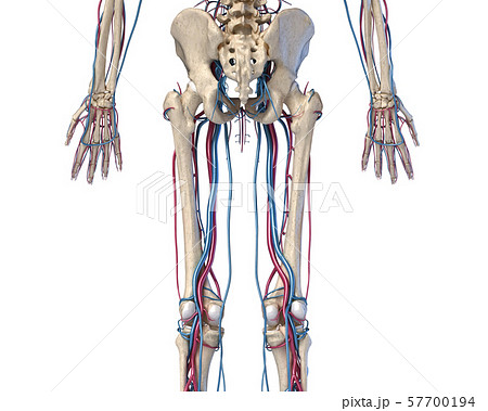 Human body anatomy. Hip, legs and hands Skeleton with veins and arteries. Back view. 57700194