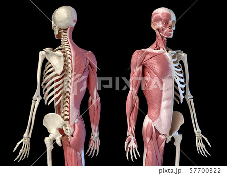 Human male anatomy, 3/4 figure muscular and skeletal systems, back and front perspective views. 57700322