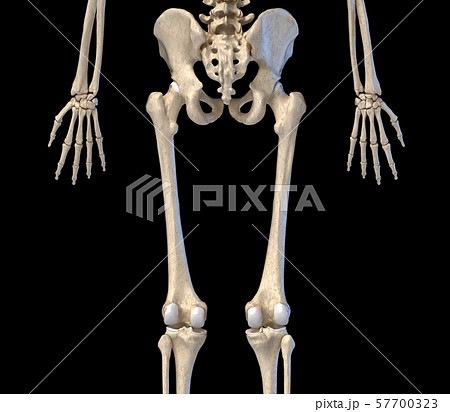 Human Anatomy, hip, limbs and hands skeleton. Rear view. 57700323